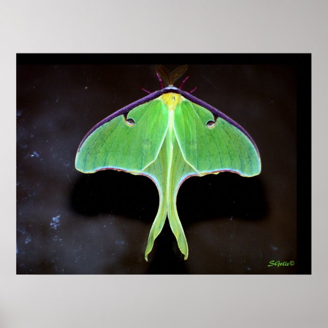 Póster Poster fotográfico Luna Moth (Frente)