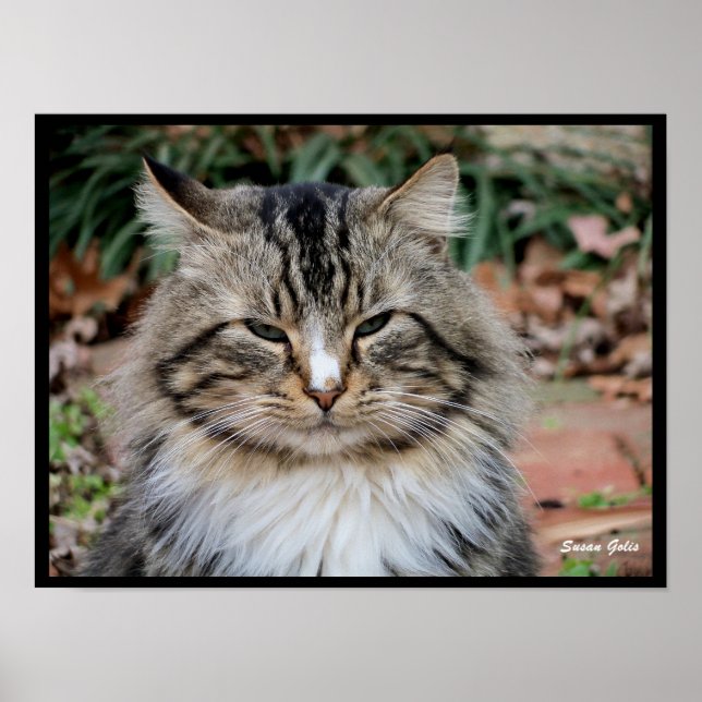 Póster Poster fotográfico para retrato de gato Maine Coon (Frente)