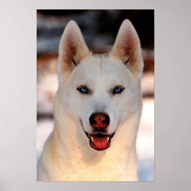 Póster Poster fotográfico siberiano blanco Husky (Frente)