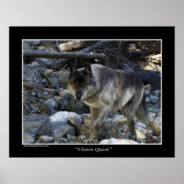 Póster poster fotográfico "Vision Quest" Gray Wolf (Frente)