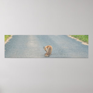 Póster Poster Fox Photo