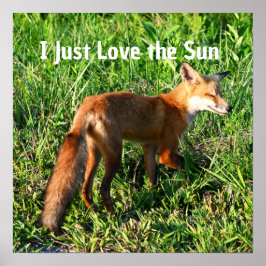Póster Poster Fox Photo