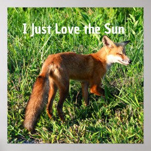 Póster Poster Fox Photo