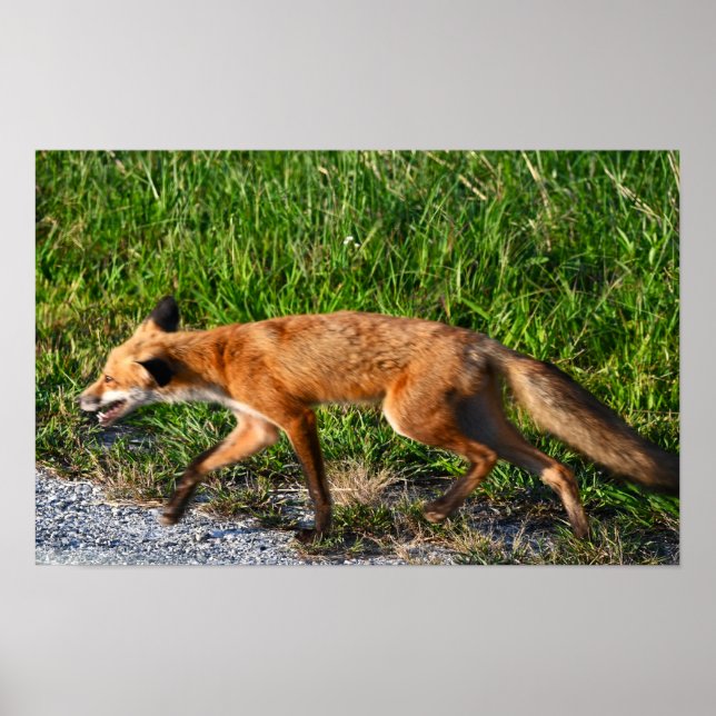 Póster Poster Fox Photo (Frente)