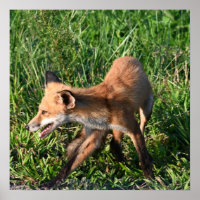 Poster Fox Photo