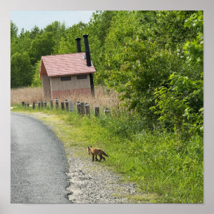 Póster Poster Fox Photo