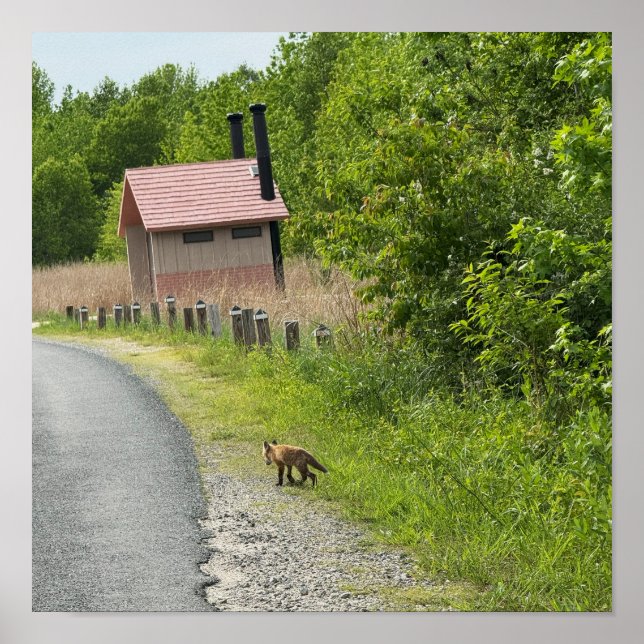 Póster Poster Fox Photo (Frente)