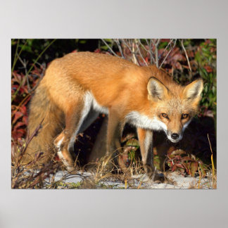 Póster Poster Fox rojo