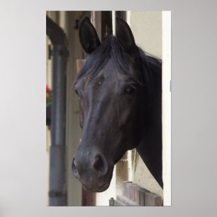 Póster Poster frisio excelente del caballo