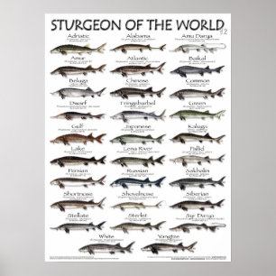 PÓSTER POSTER - FUERZA DEL MUNDO V2 3D - PRIMERA HISTORIA