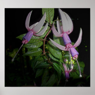 Póster Poster Fushia Azul