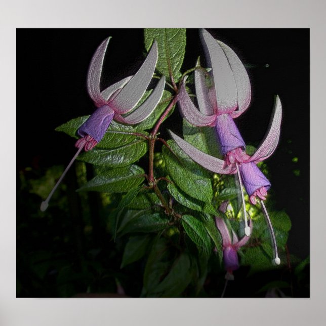 Póster Poster Fushia Azul (Frente)