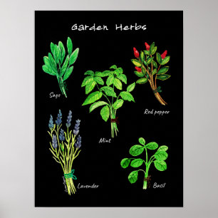PÓSTER POSTER GARDEN HERBS