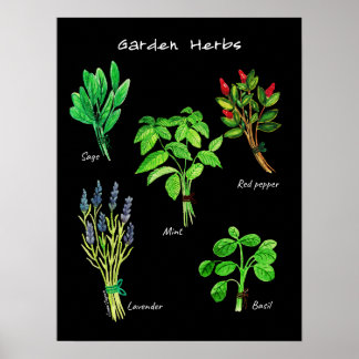 PÓSTER POSTER GARDEN HERBS
