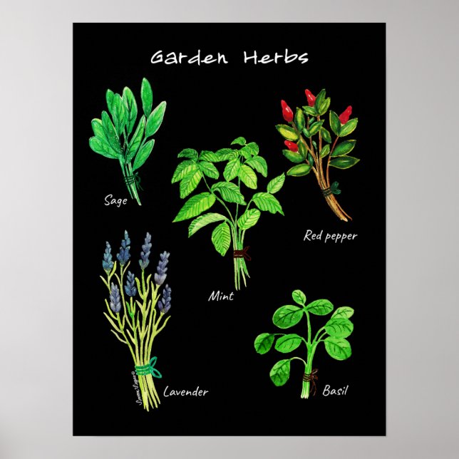 PÓSTER POSTER GARDEN HERBS (Frente)