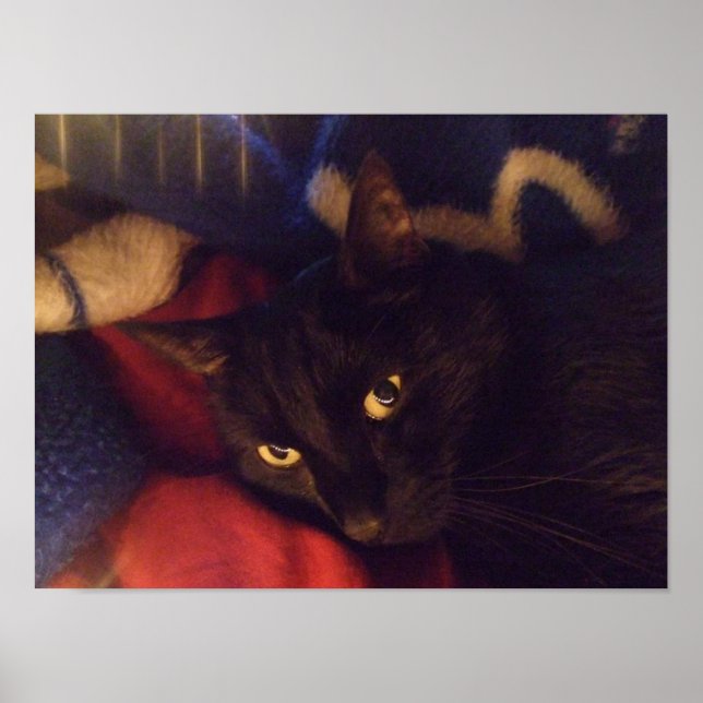 Póster Poster Gato Negro Handsome (Frente)