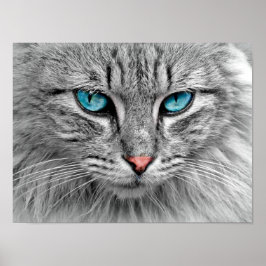 Póster Poster Gato Oído Azul