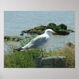 Póster Poster - Gaviota sobre la ebullición