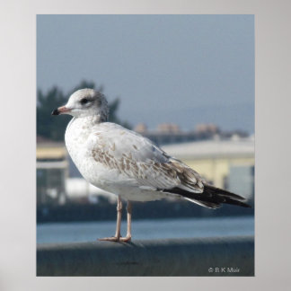 Póster Poster - Gaviota vigilada