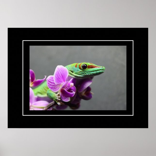 Póster Poster Gecko (Frente)
