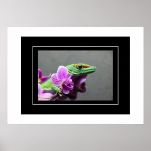 Póster Poster Gecko
