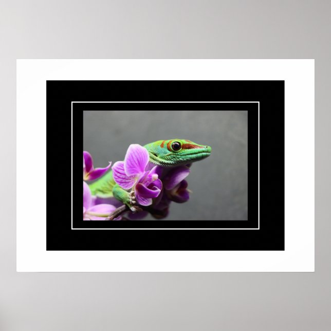 Póster Poster Gecko (Frente)