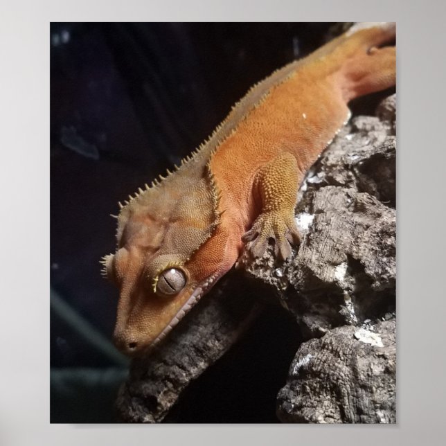Póster Poster Gecko de la Media Luna Roja (Frente)