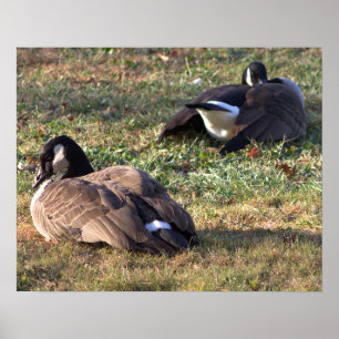 Póster Poster Geese de Canadá