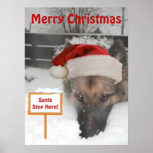 Póster Poster German Shepherd Santa Stop Aquí Rótulo