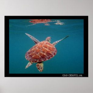 Póster Poster gigante de la tortuga de mar