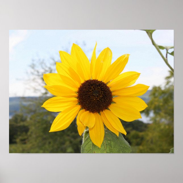 Póster Poster - Girasol (Frente)