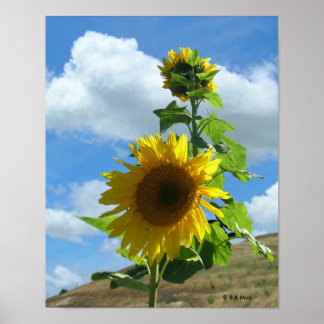 Póster Poster - Girasol