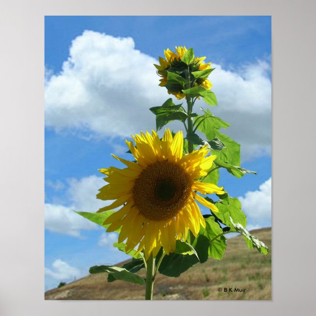 Póster Poster - Girasol (Frente)