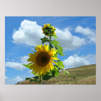 Póster Poster - Girasol en la colina (horiz).