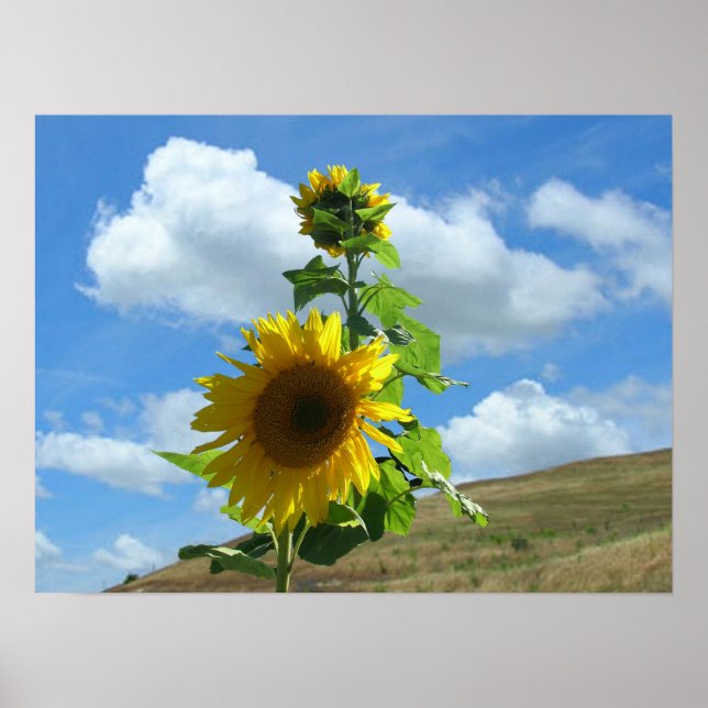 Póster Poster - Girasol en la colina (horiz). (Frente)