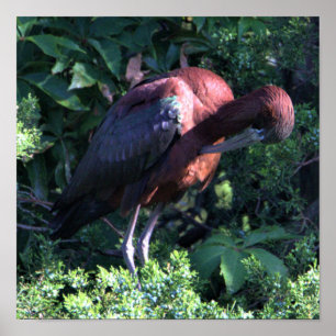 Póster Poster Glossy Ibis