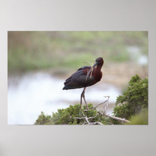 Póster Poster Glossy Ibis