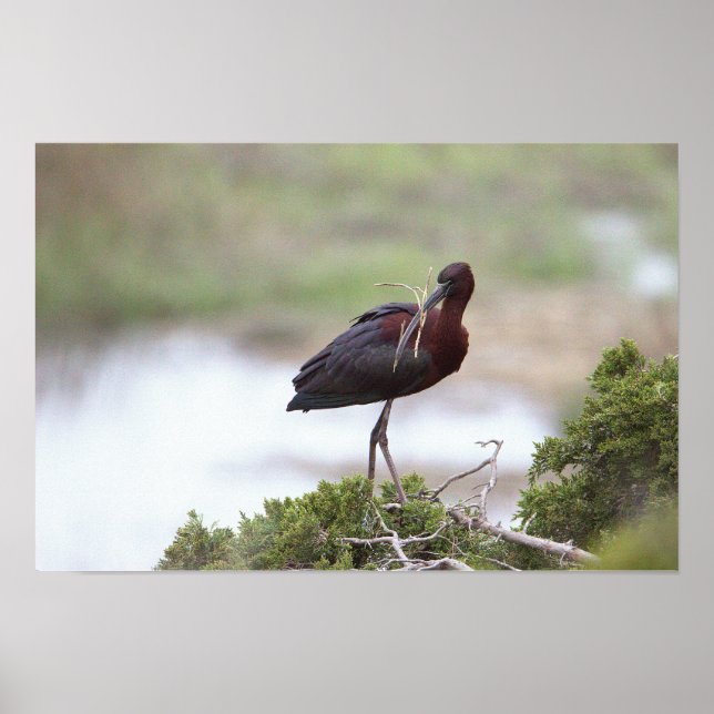 Póster Poster Glossy Ibis (Frente)