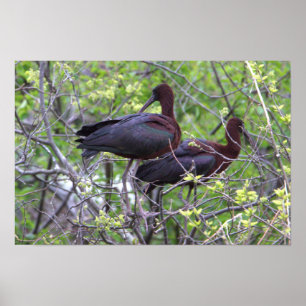 Póster Poster Glossy Ibis
