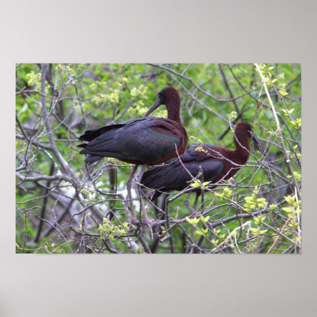 Póster Poster Glossy Ibis (Frente)