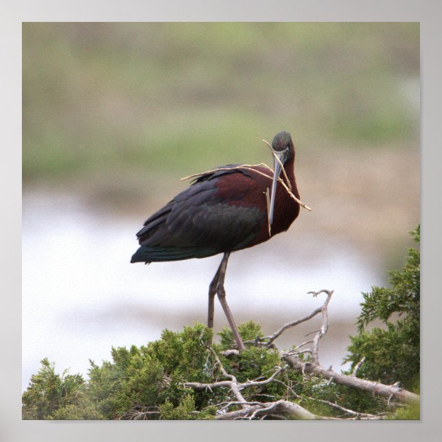 Póster Poster Glossy Ibis (Frente)