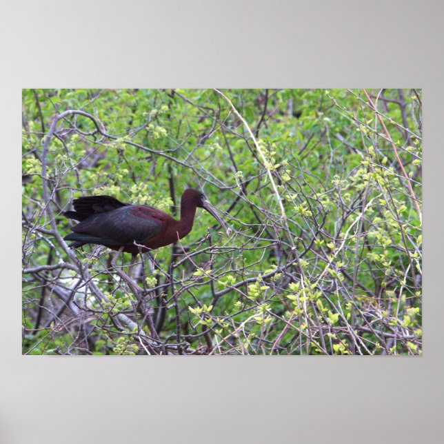 Póster Poster Glossy Ibis (Frente)