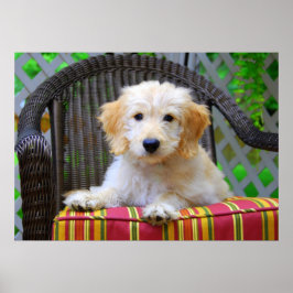 Póster Poster Golden Doodle Puppy