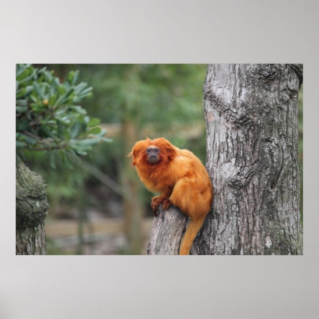 Póster Poster Golden Lion Tamarin (Frente)