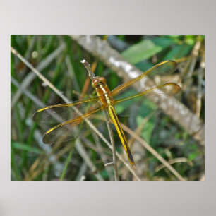 Póster Poster Golden Meadowhawk (Sympetrum) Dragonfly