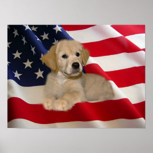 Póster Poster Golden Retriever All American Puppy