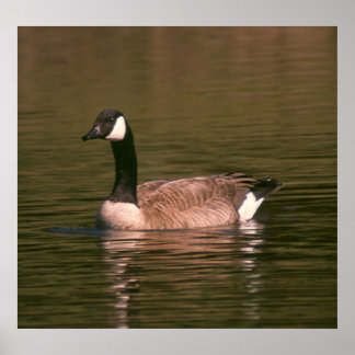 PÓSTER POSTER - GOOSE