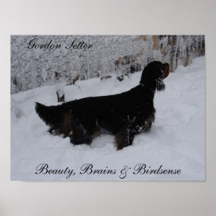 Póster Poster Gordon Setter