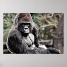 poster GORILLA PREMIUM CANVAS GLOSS