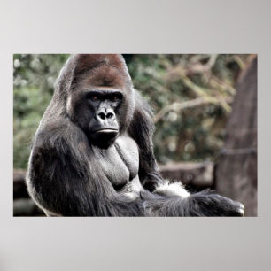 Póster poster GORILLA PREMIUM CANVAS GLOSS